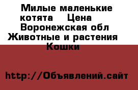 Милые маленькие котята. › Цена ­ 0 - Воронежская обл. Животные и растения » Кошки   